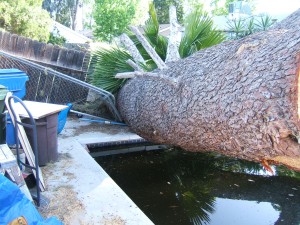 Tree Removing Services - Sherman Oaks Landscaping
