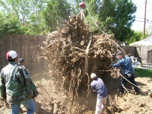 Tree removing Service - Sherman Oaks Landscaping