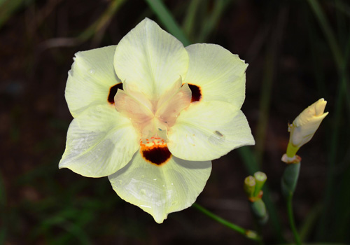 African Iris flowers