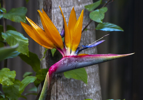 Bird of Paradise Plants