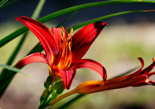 Day Lily Flowering Plants by Sherman Oaks Landscaping