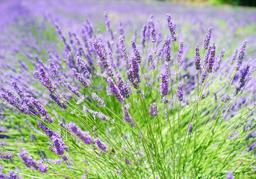 French Lavender Field Flowering Plants