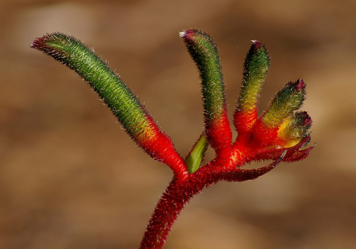 Kangaroo Paw Flower