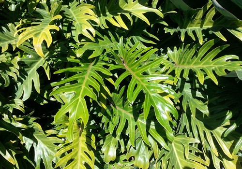 Philodendron Xanadu Topical Plants