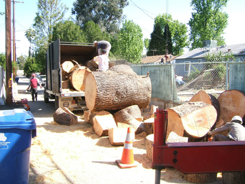 Tree Removal Service done by Sherman Oaks Landscaping