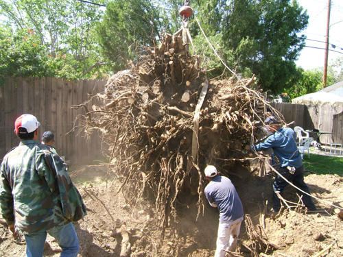 Tree Removal Service done by Sherman Oaks Landscaping