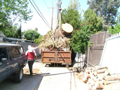 Tree Removal Service Sherman Oaks Landscaping