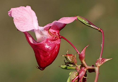 Impatiens Glandulifera Flowers - Sherman Oaks Landscaping