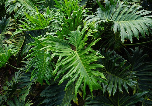 Philodendron Shades Plants - Sherman Oaks Landscaping